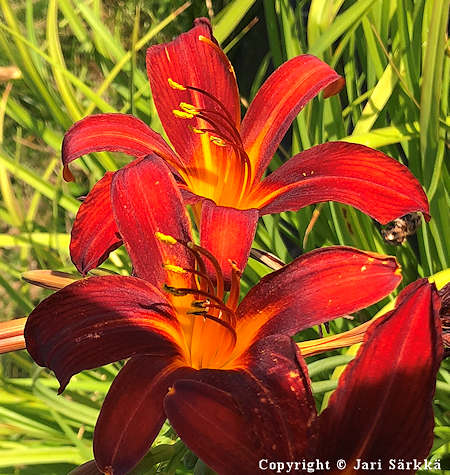 Hemerocallis Hybrida-Ryhm 'Tejas', tarhapivnlilja